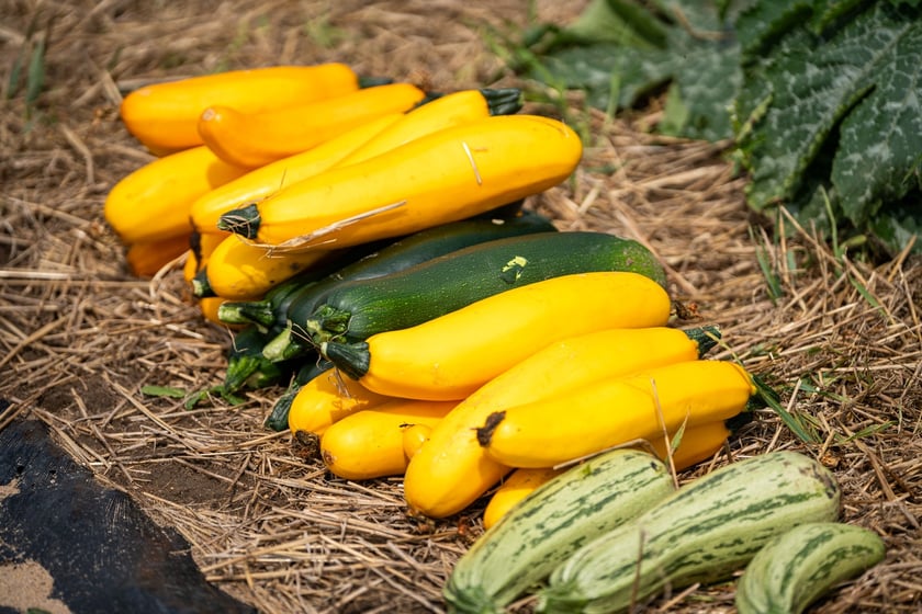 Miejska Farma Wrocławia